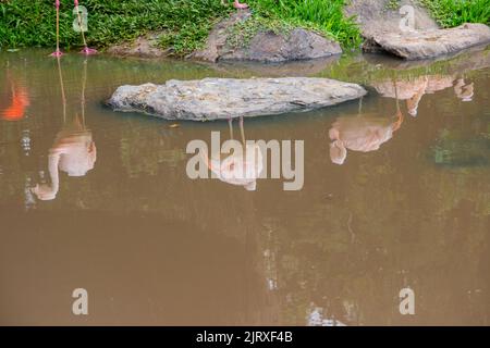 Red flamingos reflection in a lake with land color water in Brazil. Stock Photo