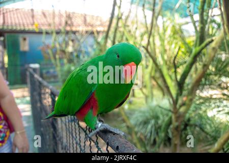 bird known as Rose-ringed Parakeet Brazil Stock Photo