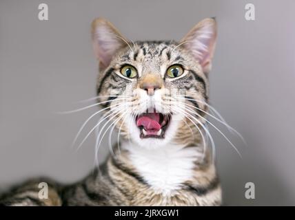 A brown tabby shorthair cat yawning with its mouth wide open Stock Photo