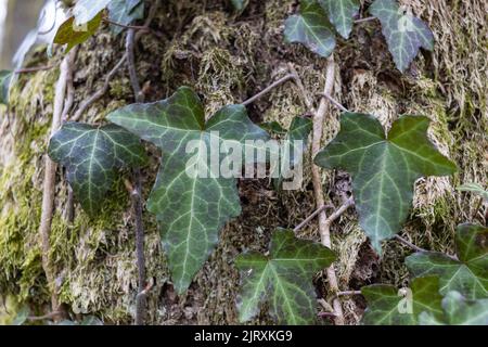 Ivy Growing on a Mossy Tree Trunk. Ivy climbing on mossy bark of a tree. Close up Stock Photo