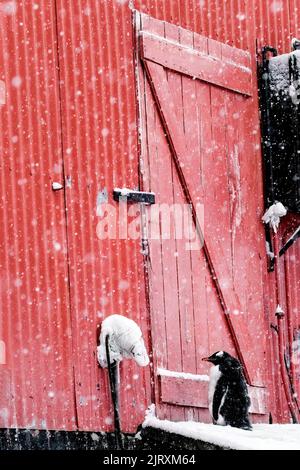 A vertical shot of an Adelie penguin in a snowstorm standing next to Red Shack near the barn door Stock Photo