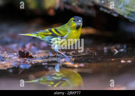 Eurasian siskin , Spinus spinus, perched on a branch of a tree in a dark forest. drinking from a small puddle of water