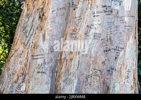 Writing On Tree on  The Camino De Santiago In Spain Stock Photo