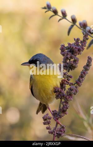 Gray-crowned Yellowthroat (Geothlypis poliocephala) perching on a branch with pink flowers in Curi Cancha reserve, Costa Rica Stock Photo