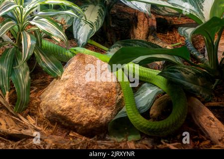 East African Green Mamba (Dendroaspis Angusticeps), a.k.a. Eastern Green Mamba.  Seen in BioPark Zoo, Albuquerque, New Mexico, USA. Stock Photo