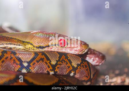 all about nature and wild animals living in tropical climates, especially south east asia Stock Photo