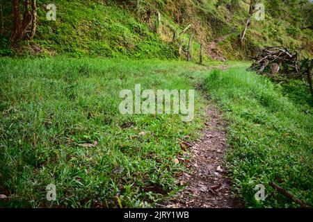 A worn walking path through a patch of grass in the Colombian Andes Stock Photo