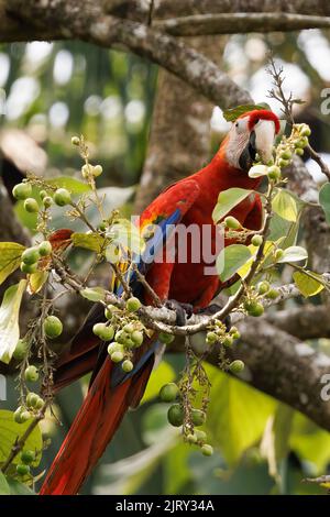 Scarlet macaw (Ara macao) perching on a branch in Playa Blanca near Puerto Jimenez, Osa peninsula, Costa Rica