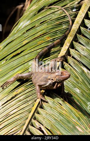 Green Iguana (Iguana iguana) resting on a green branch during a sunny day, along Sierpe River, near Corcovado national park, Costa Rica Stock Photo