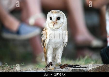 Grimaud, France. 26th Aug, 2022. A barn owl (Tyto alba, 'chouette effraie') during a falconry show (display) in Grimaud, France in August, 26, 2022. Photo by Victor Joly/ABACAPRESS.COM Credit: Victor Joly/Alamy Live News