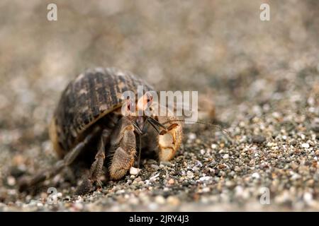 Ecuadorian hermit crab (Coenobita compressus) walking on the beach near Puerto Jimenez, Osa peninsula, Costa Rica Stock Photo