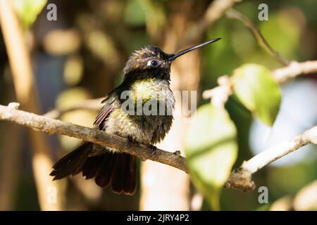 Male Talamanca hummingbird (Eugenes spectabilis) Stock Photo