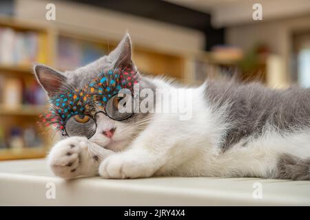 a cute british shorthair cat lying down and wearing funny eyeglasses with beautiful eyelashes in a living room Stock Photo