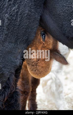 Huacaya alpaca baby (cria) nursing from mother, close up. Vicugna pacos Stock Photo