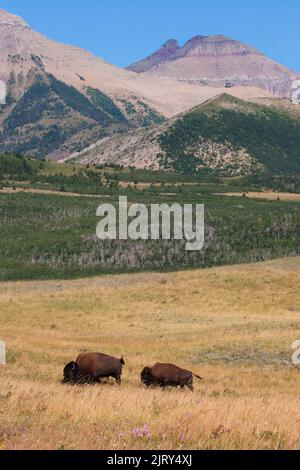 Plains bison grazing on rough fescue prairie grassland with foothills forest and Rocky Mountains in Waterton-Glacier International Peace Park, Canada Stock Photo