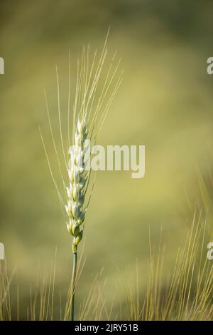 Canada Prairie Spring Wheat (CPS) AAC Penhold, a high yielding variety. Plant head with beard and kernels ripening in a farm field, central Alberta Stock Photo