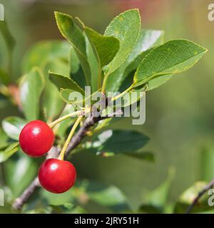 Dwarf sour cherries on a cherry tree in Canada. Valentine variety of Romance series of tart cherries developed by U Sask. Prunus cerasus X fruiticosa Stock Photo