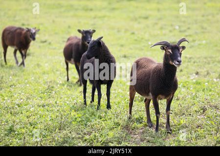 Soay sheep ewe leading a mixed breed flock. Soay sheep are a rare livestock breed similar to the ancestors of domestic sheep. Alberta, Canada. Stock Photo