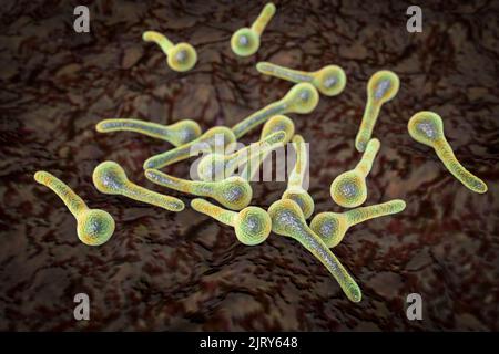 Tetanus bacteria, illustration Stock Photo