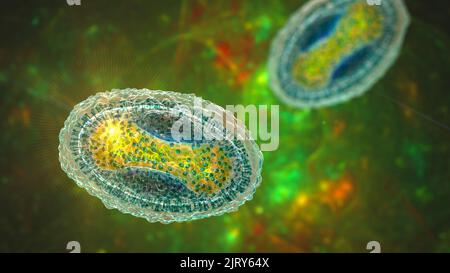 Molluscum contagiosum virus, illustration Stock Photo