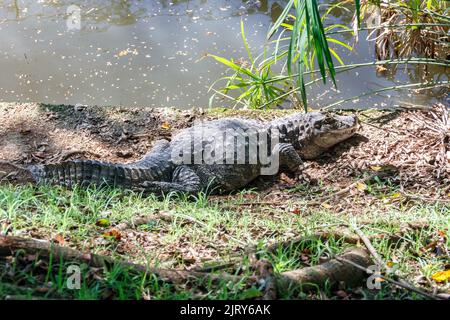 Broad-snouted caiman at Pomerode Zoo in Santa Catarina, Brazil - May 4, 2019: Broad-snouted caiman rests on the green lawn at Pomerode Zoo in Santa Ca Stock Photo
