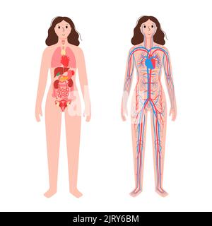 Circulatory system and organs, illustration Stock Photo