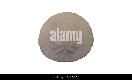 Single sand dollar isolated on a white background with a clipping path Stock Photo