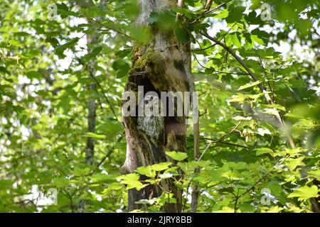 tawny owl (Strix aluco) also called the brown owl, perched in a tree hollow, Bavaria, Germany Stock Photo