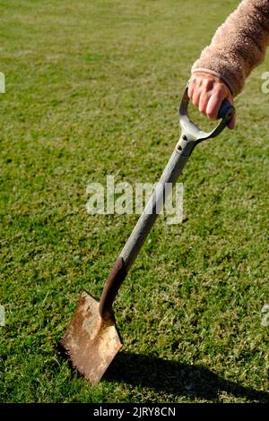 An old rusty and weathered spade being used by an elderly female gardener on a bright sunny day Stock Photo