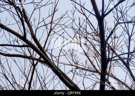 branches of an ipe tree, with a beautiful blue sky in the background. Stock Photo