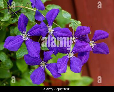 'Jackmanii' Late large-flowered group, klematis (Clematis hybrid) Stock Photo
