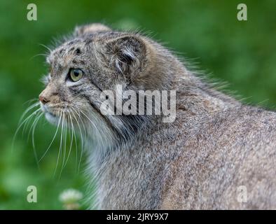 Pallas's cat, Pallaskatt (Otocolobus manul) Stock Photo