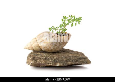 plant growing in snail shell on top of a rock, isolated on white background, miniature gardening concept Stock Photo