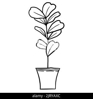 Fiddle leaf ficus in a pot in black line outline cartoon style. Coloring book houseplants flowers plant for interrior design in simple minimalist design, plant lady gift Stock Photo