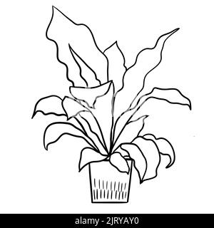 Fern asplenium in a pot in black line outline cartoon style. Coloring book houseplants flowers plant for interrior design in simple minimalist design, plant lady gift Stock Photo