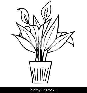 Peace lily spathiphyllum in a pot in black line outline cartoon style. Coloring book houseplants flowers plant for interrior design in simple minimalist design, plant lady gift Stock Photo