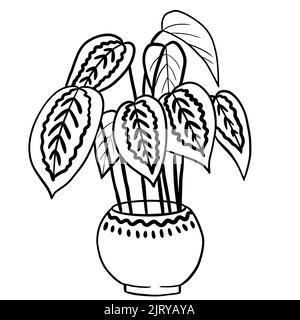 Calathea marantha in a pot in black line outline cartoon style. Coloring book houseplants flowers plant for interrior design in simple minimalist design, plant lady gift Stock Photo