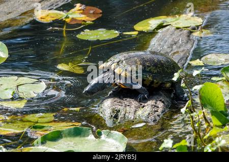 Kirkland, Washington, USA.  Common Snapping turtle sunning on a log, about to get into Lake Washington. Stock Photo