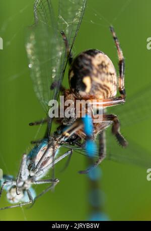 An oak spider and azure damselfly in their natural habitat Stock Photo