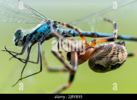 A macro shot of oak spider and azure damselfly in the blurred background Stock Photo