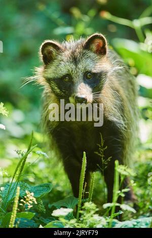 Common raccoon dog (Nyctereutes procyonoides) standing in a forest, Bavaria, Germany Stock Photo