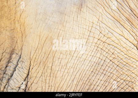 the texture of elephant skin. animal texture. animals of africa Stock Photo