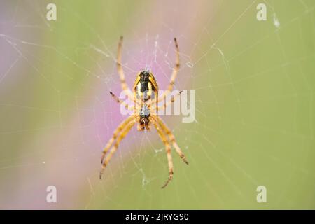 Western spotted orbweaver (Neoscona oaxacensis) spider in a true lavender (Lavandula angustifolia) field near Valensole, Provance, France Stock Photo