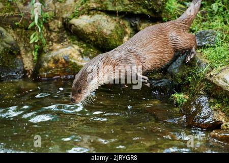 Eurasian otter (Lutra lutra), jumping into the water, Bavaria, Germany Stock Photo
