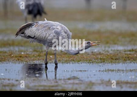 Common crane (Grus grus), about 10 months old young bird drinking on wetted area, Guenzer Seewiesen, spring migration, Necklenburg-Western Pomerania Stock Photo