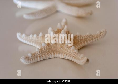 Starfish on a white background Stock Photo