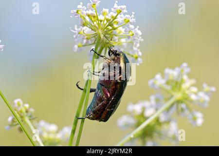 Common rose chafer (Cetonia aurata), Veneto, Italy Stock Photo