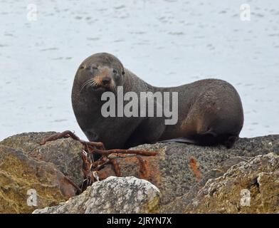 Sea Lion resting on rock Stock Photo