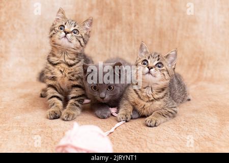 Three cute kittens, one gray and two striped, sit next to each other on a light background. Kittens are carefully watching with curious eyes for a toy Stock Photo