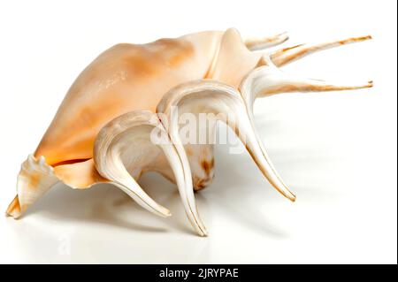 Big tropical seashell isolated on white background Stock Photo